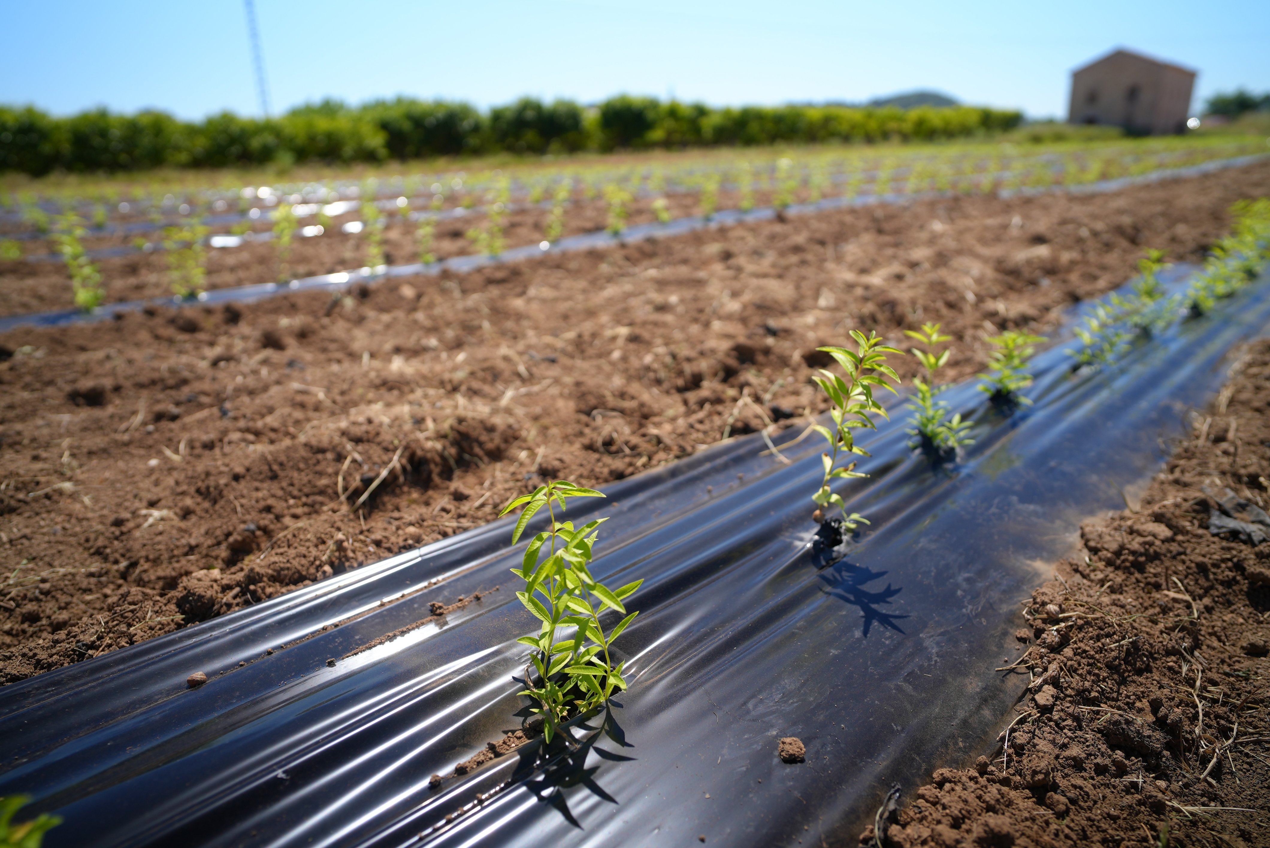 Lemon verbena plants in cultivated rows