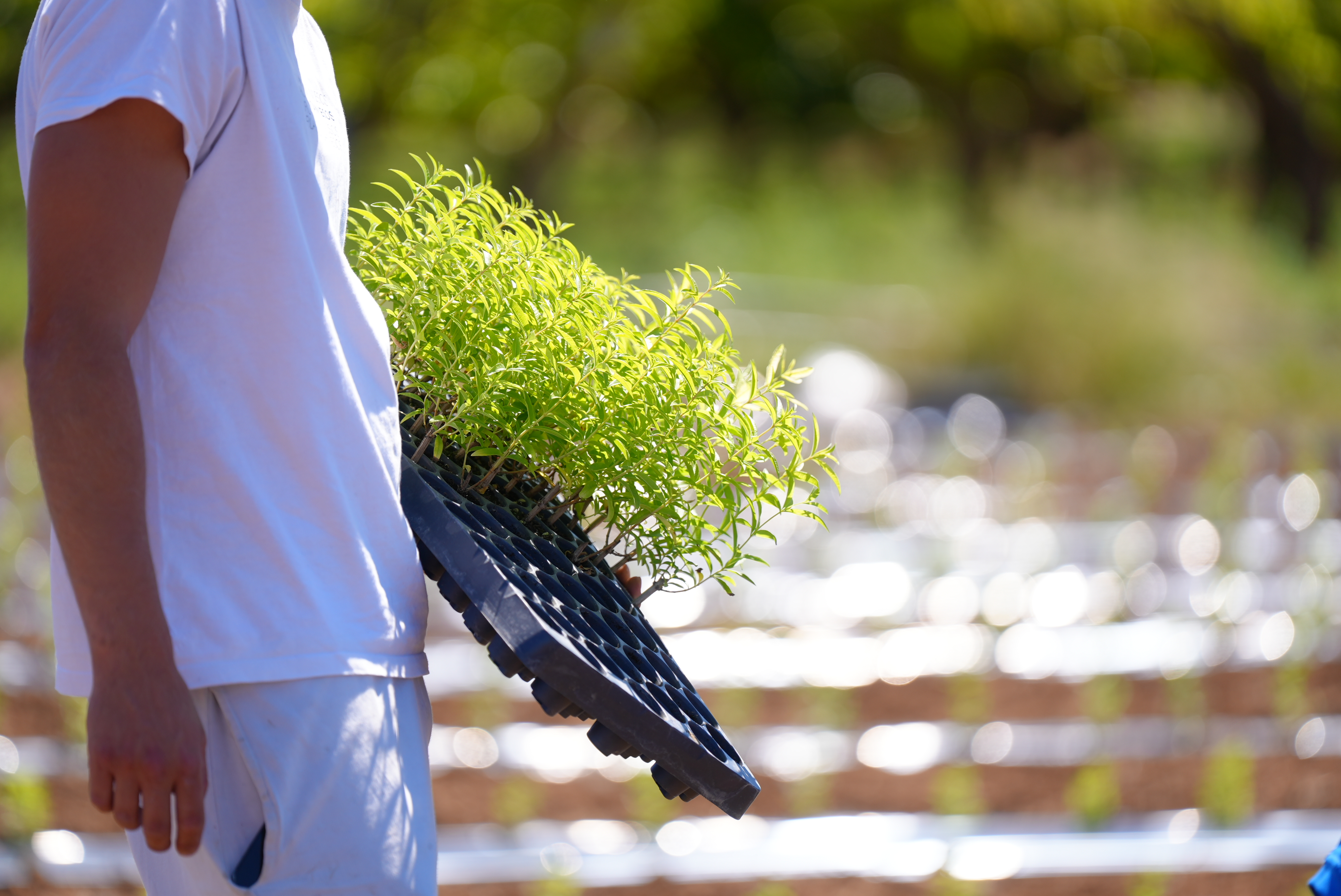 Lemon verbena cultivation in Valencia